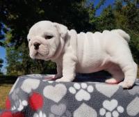Health Tested English Bulldogs Available. image 1
